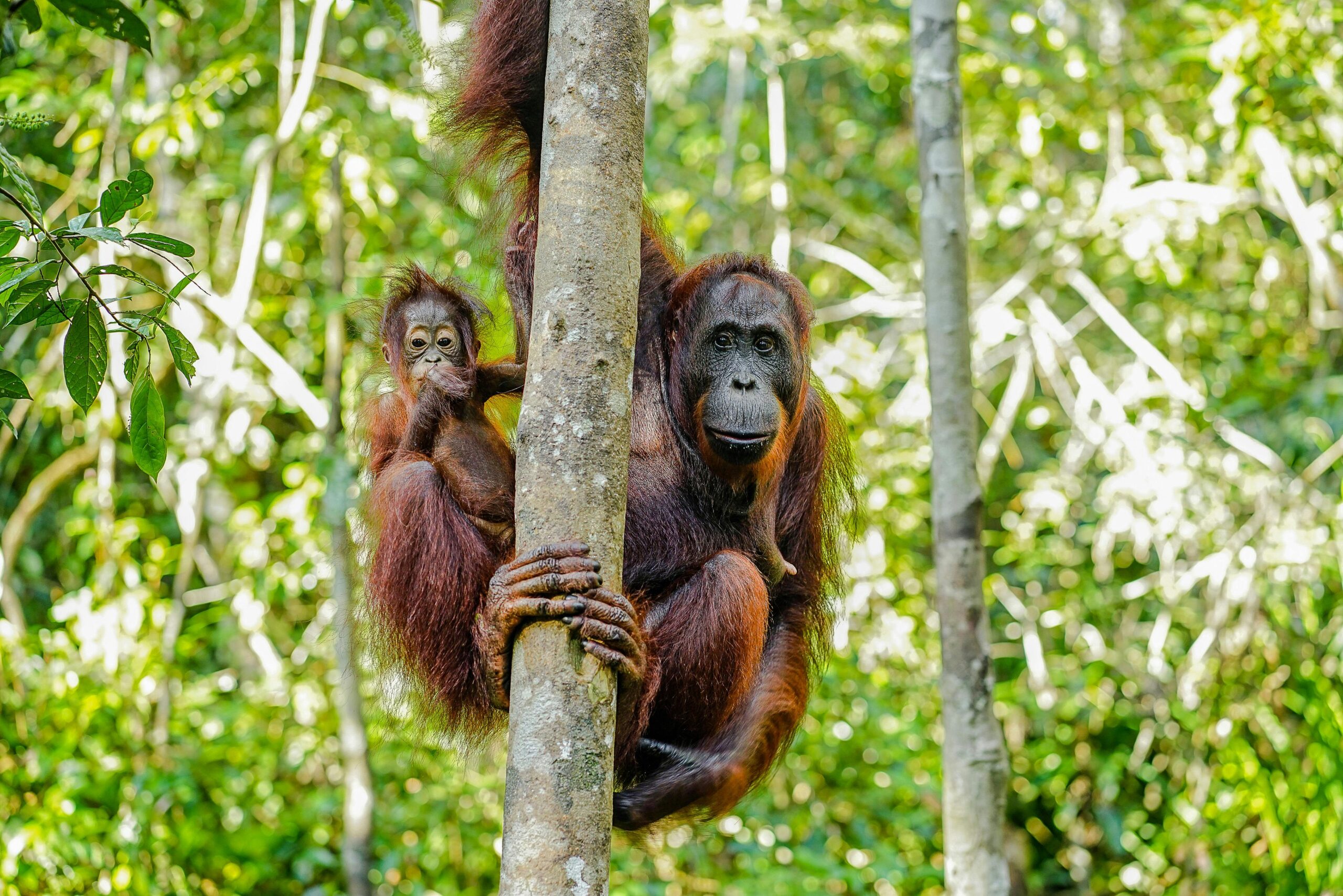orangatans in borneo